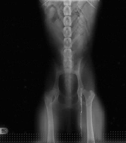 HD-Röntgen Hund, Versuch 3: Oberschenkel nicht gestreckt