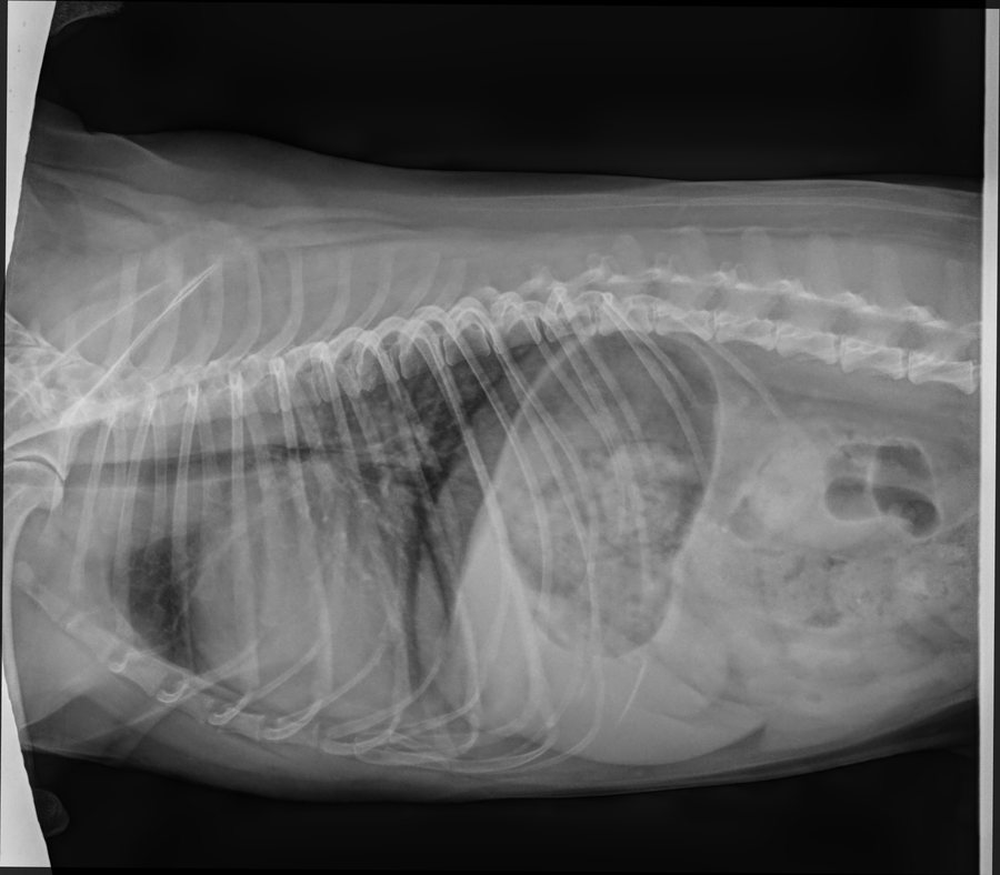 Thorax-Röntgen Hund lateral, aufgenommen in Exspiration