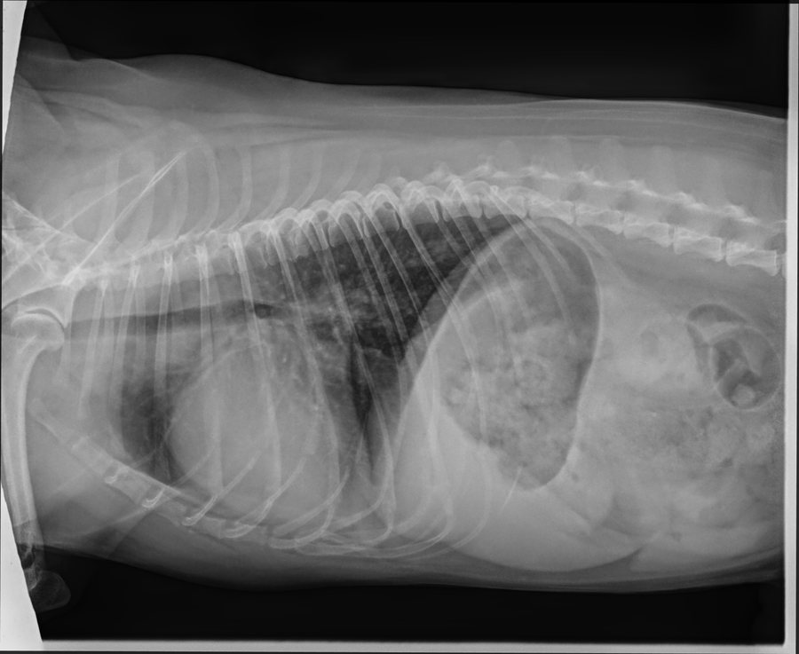 Thorax-Röntgen Hund lateral, aufgenommen in Inspiration